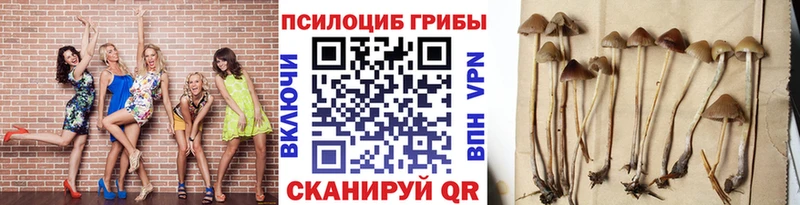 Псилоцибиновые грибы Cubensis где продают Новый Уренгой